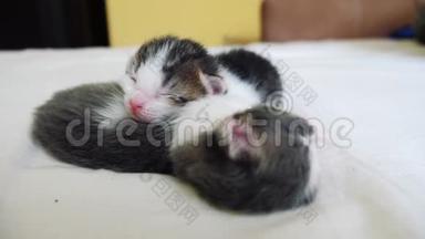 搞笑视频两只宠物可爱新生小猫睡觉团队在床上.. 宠物概念宠物概念。 小宠物生活方式